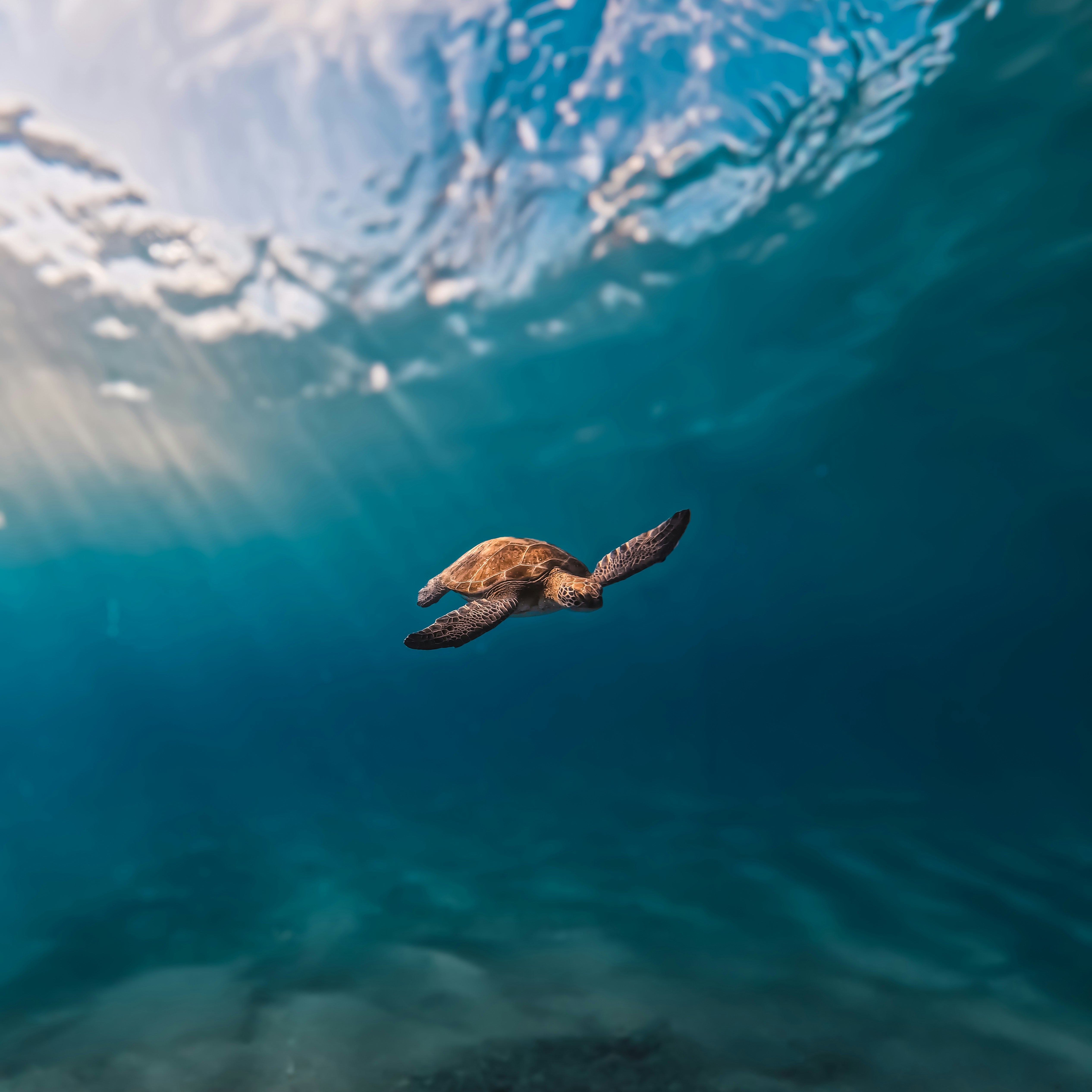 Turtle swimming in clear blue water with sunlight filtering through