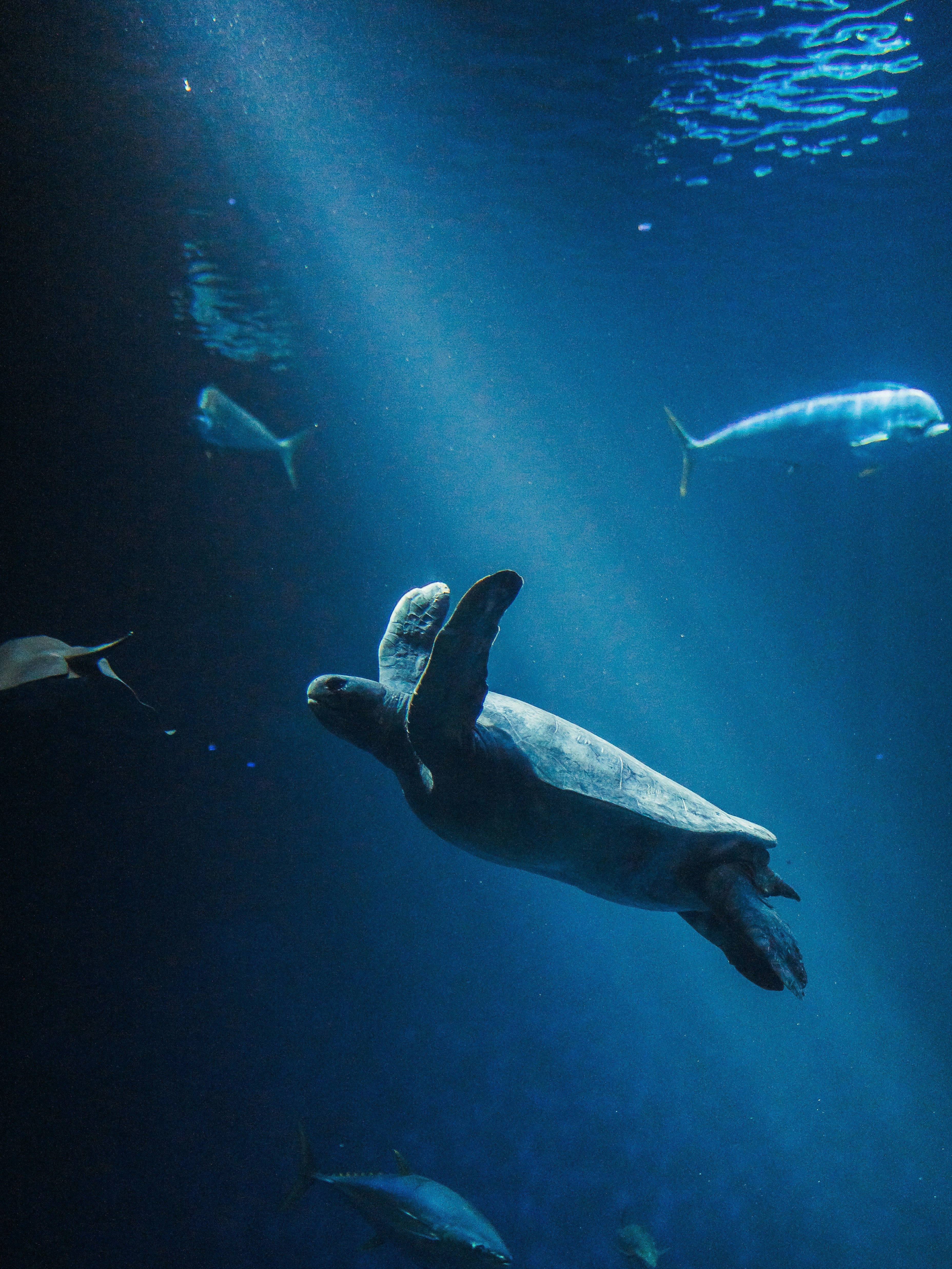 Sea turtle swimming underwater with sunlight filtering through the water.